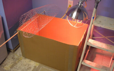 Chickens in the basement are rarely a good idea, but….