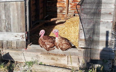 Turkeys & ‘Pacas & Hail, Oh My!!!!