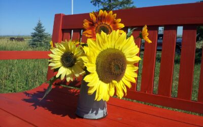 Sunrises and Sunflowers
