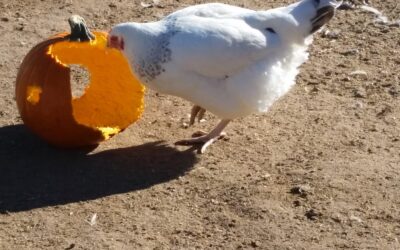 Chickens & Pumpkins