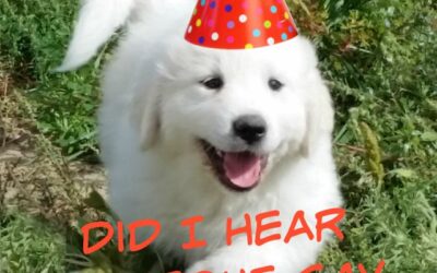 Happy Birthday Puppies – Part 2
