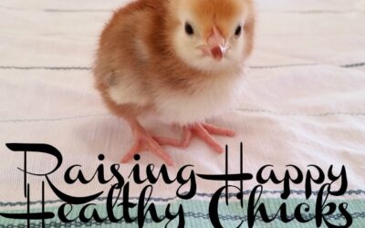 Raising Happy Healthy Chicks