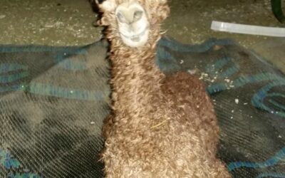 Muse’s New Cria