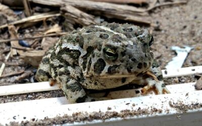 Toads in the window wells