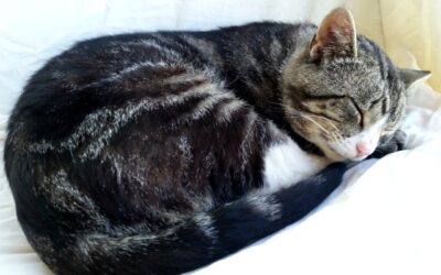 It’s not easy being a barn cat