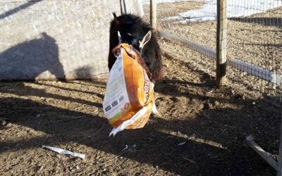 Randy the Goat vs the Feed Bag