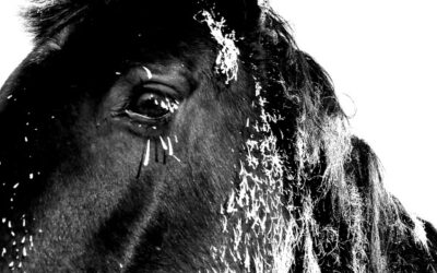 A very frosty morning