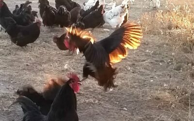 Spring Is In The Air