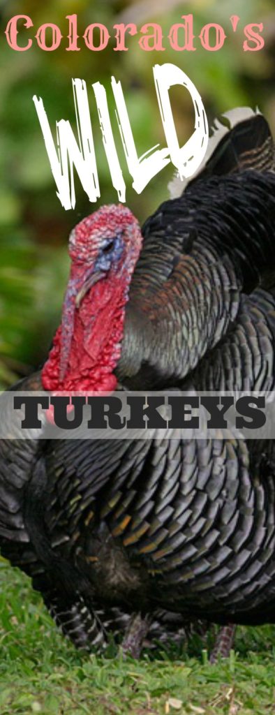 Colorado's Wild Turkeys are large, gorgeous and vain...read more about them on this blog post from Rolling E Ranch