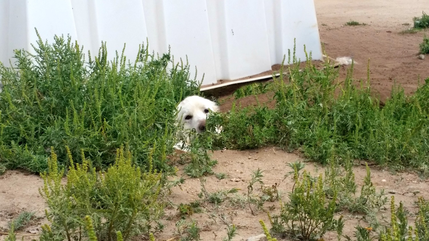 Great sales pyrenees digging