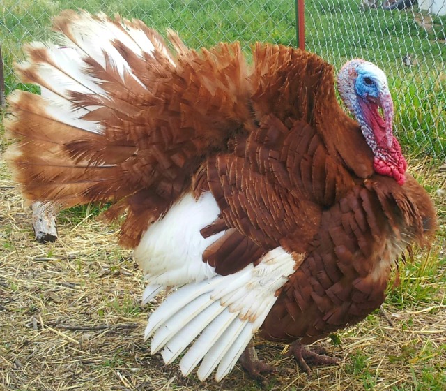 Cartoon of a turkey standing in the rain and looking at the sky - Snoods are Flying from Rolling E Ranch