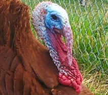 Closeup photo a a Bourbon Red Turkey's snood - Snoods are Flying from Rolling E Ranch