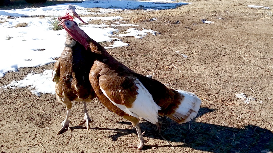 Two Bourbon Red Tom Turkeys Fighting - Snoods are Flying from Rolling E Ranch