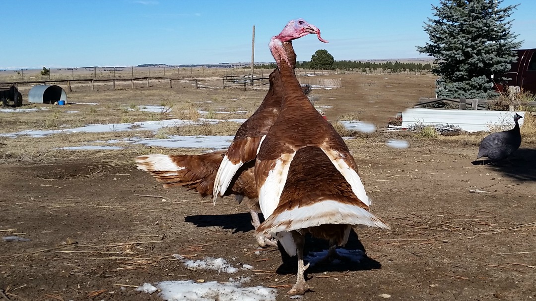 Two Bourbon Red Tom Turkeys Fighting - Snoods are Flying from Rolling E Ranch