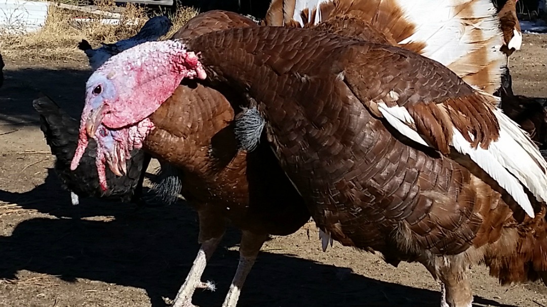Two Bourbon Red Tom Turkeys Fighting - Snoods are Flying from Rolling E Ranch