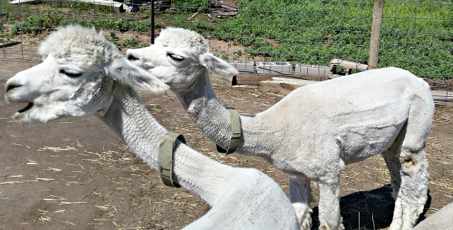Do alpacas spit?  You bet they do and you can read all about it on Rolling E Ranch's blog post