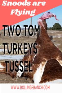 Two Bourbon Red Turkeys fighting for dominance - Snoods are Flying from Rolling E Ranch