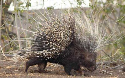 The Mystery of the Missing Porcupine